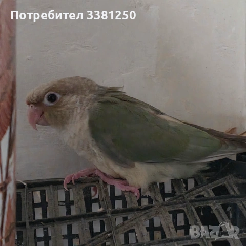 Пипури, снимка 3 - Папагали - 54767608