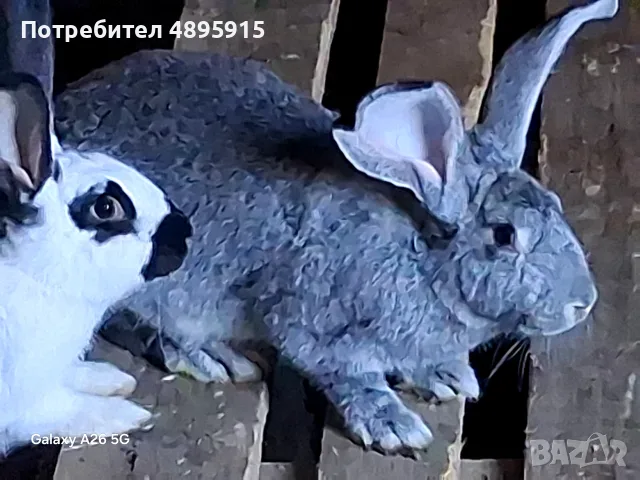Продавам зайци!, снимка 4 - За гризачи - 55401238