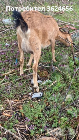 продавам коза , снимка 3 - Кози - 54003597