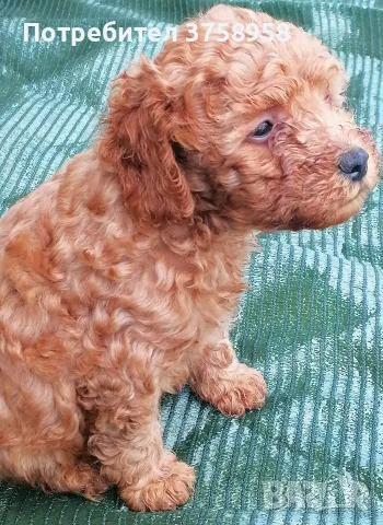 Продавам кученца померански шпиц и мини пудел , снимка 10 - Пудели - 55415219