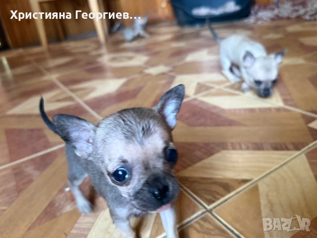     Чихуахуа бебета – 2 мъжки и 1 женско, снимка 5 - Чихуахуа - 54710194