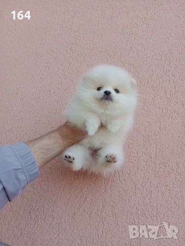 Померани. Реални снимки от 19.04.26 г. , снимка 2 - Померан - 54219294