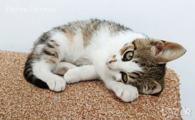 Подарявам малко котенце - момченце, снимка 3 - Други - 55231098
