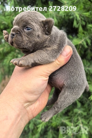 Френски булдог/French Bulldog , снимка 12 - Френски булдог - 54656690