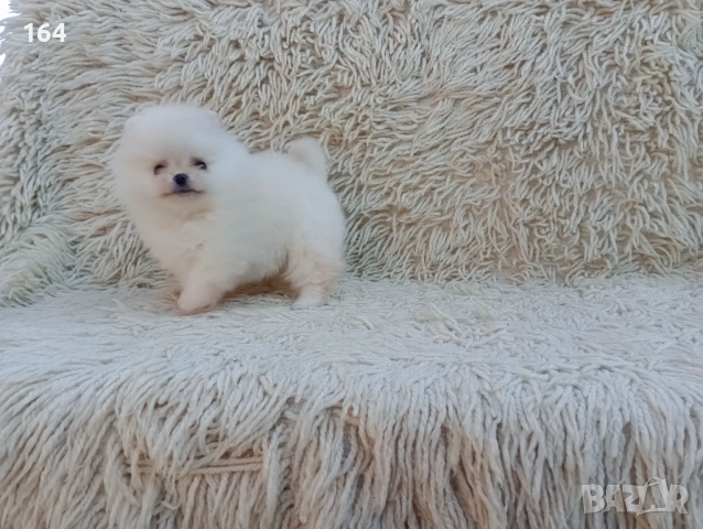 Мъжки мини Померан. Реални снимки !!! , снимка 4 - Померан - 54153948