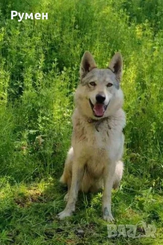 Чехословашки вълчак  кученцa, снимка 6 - Други - 52366361