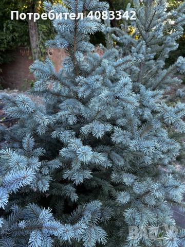 Сребрист Смърч Picea Pungens