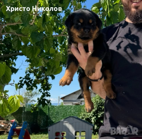 Ротвайлери с родословие от шампионска кръвна линия – ваксина, чип и паспорт, снимка 3 - Ротвайлер - 54943705