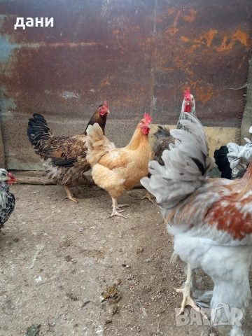 кокошки, снимка 7 - Кокошки и пуйки - 54290536