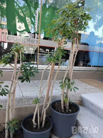 Продавам Шефлера / Schefflera 10 годишна, 170 см. височина, 10 броя, снимка 6 - Стайни растения - 40894462
