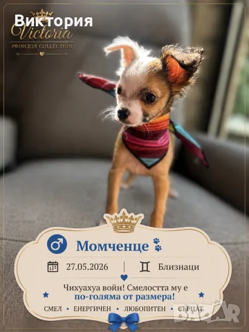 Мъжко Мини Чихуахуа със специален косъм ( не е дългокосместо! ) , снимка 3 - Чихуахуа - 55595331