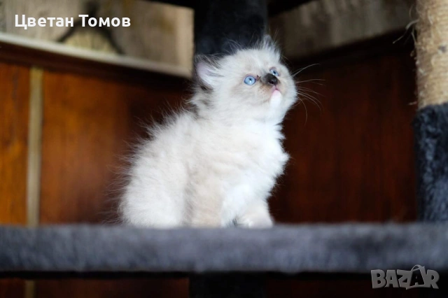 Чистокръвни котенца РАГДОЛ търсят своите любящи семейства!, снимка 4 - Други - 54919101