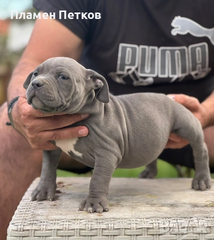 Американско були , снимка 5 - Питбул - 54315310