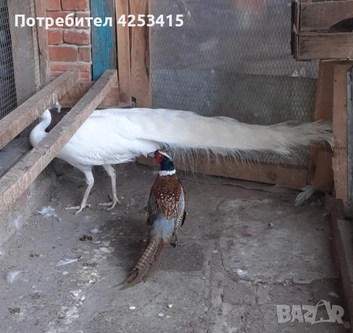 Монголски фазан мъжки , снимка 5 - други­ - 54842707