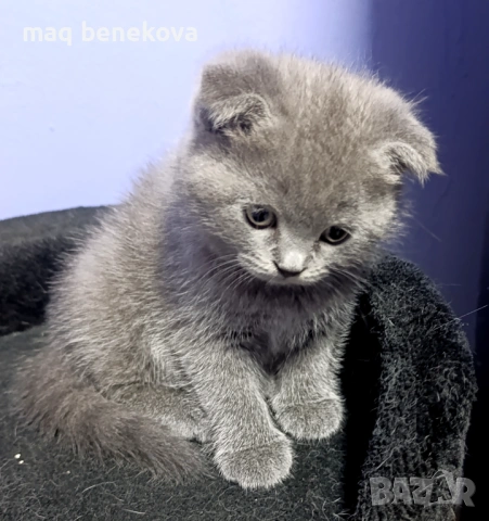 Прекрасни момичета шотландска клепоуха и правоуха!!!, снимка 8 - Британска късокосместа - 54061138