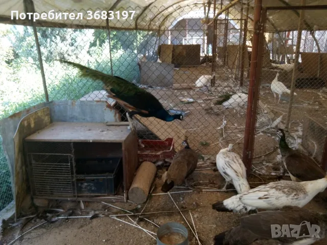 Пауни 4 годишни, снимка 6 - други­ - 55540067
