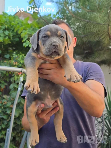 Американско були ХЛ /American bully XL, снимка 4 - Други - 55673984