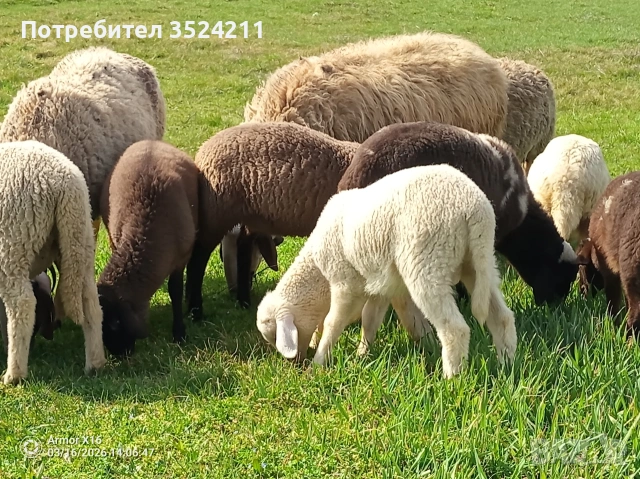 Агнета , снимка 2 - Овце - 53959781