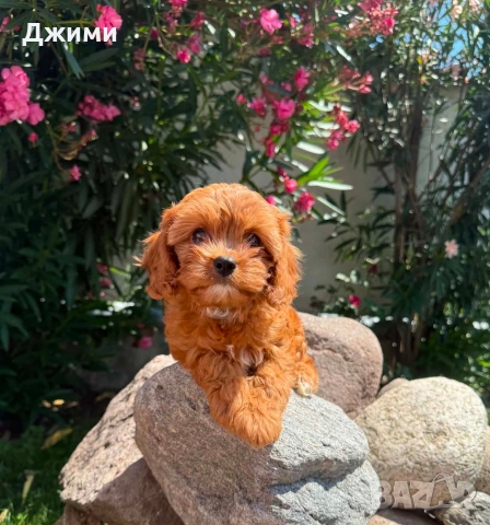 Кавапу Cavapoo !!!, снимка 2 - Кавалер кинг чарлз шпаньол - 54801958