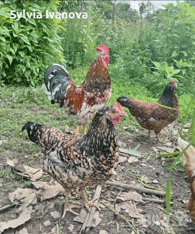 оплодени яйца от шведска цветна кокошка за люпене swedish flower hen, снимка 4 - Кокошки и пуйки - 55039175