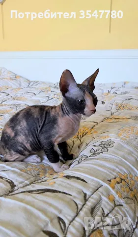 Котенца донски сфинкс