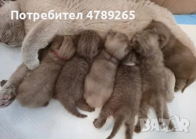 Кафява Британска Късокосместа, снимка 4 - Британска късокосместа - 54125356