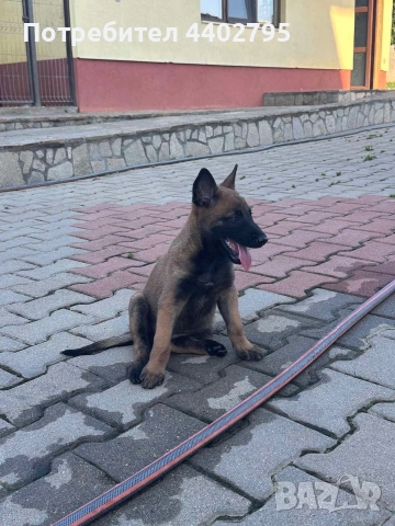 Белгийска овчарка, снимка 7 - Белгийска овчарка - 55092686