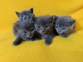 Котета - порода Руска синя котка !, снимка 3