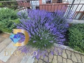 Двустаен апартамент в град Ахелой, комплекс Фамагуста, снимка 6