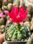 Кактус Gymnocalycium Baldianum цикламен цъфтеж уникално красив и голям цъфток , снимка 2
