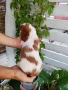 кавалер кинг чарлз шпаньол, снимка 7