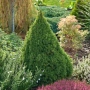Смърч Коника, Смърч джудже,  PICEA GLAUCA CONICA, снимка 1
