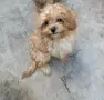Палава принцеса кавапу, снимка 1
