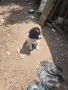 Каракачанска овчарка, снимка 3