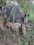 Търсим им нови стопани!, снимка 6