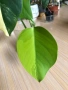 Monstera Marmorata Tricolor , снимка 2