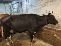Продавам крави, юници и телета, снимка 7