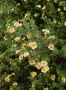 Потентила, Potentilla fruticosa 'Daydawn', студоустойчива и многогодишна, снимка 2