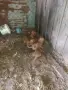 Продават се спещно, снимка 1