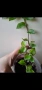 Традесканция, callisia soconuscensis Dragon Tail, снимка 3
