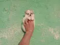 Померани. Момичета., снимка 5