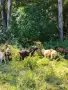 Продавам скопени пръчове ИЗГОДНО !, снимка 3