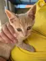 Подарявам две котета, снимка 5