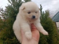 Померан / Померани , снимка 7