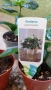 Гардения Gardenia Jasminoides, снимка 3