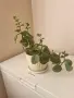 Каланхое червено , снимка 1