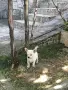 Продават се малки кученца , снимка 6