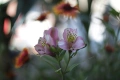 Обектив Canon FD 50mm f/1.8 S.C. за Canon FD байонет, снимка 5