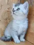 шотландски красоти , снимка 12