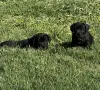 Кане корсо на два месеца, снимка 1